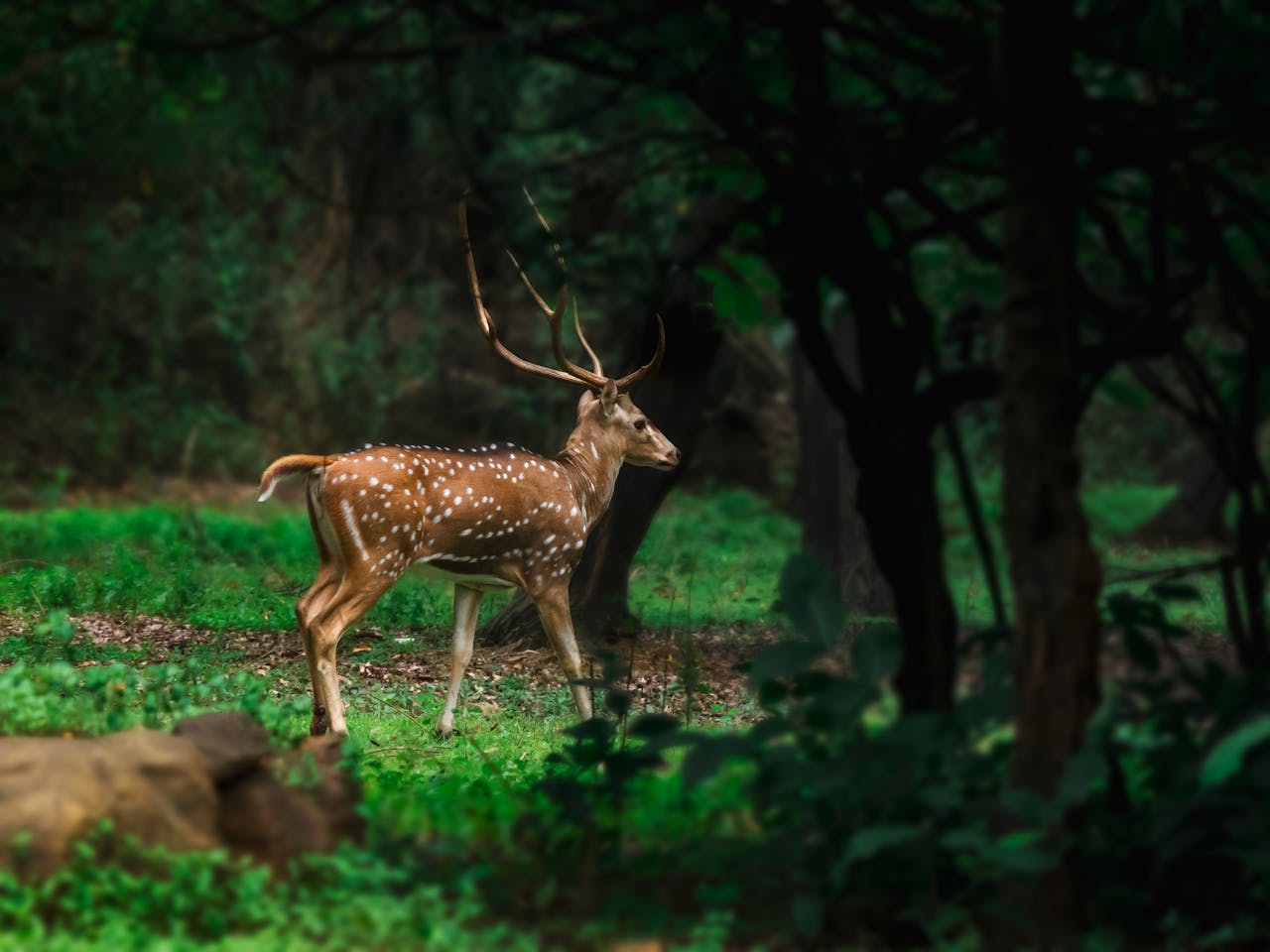 Sundarban